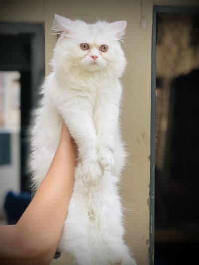Full vaccinated