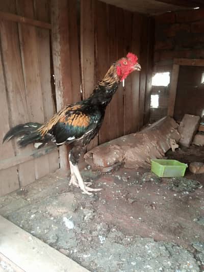 java patha