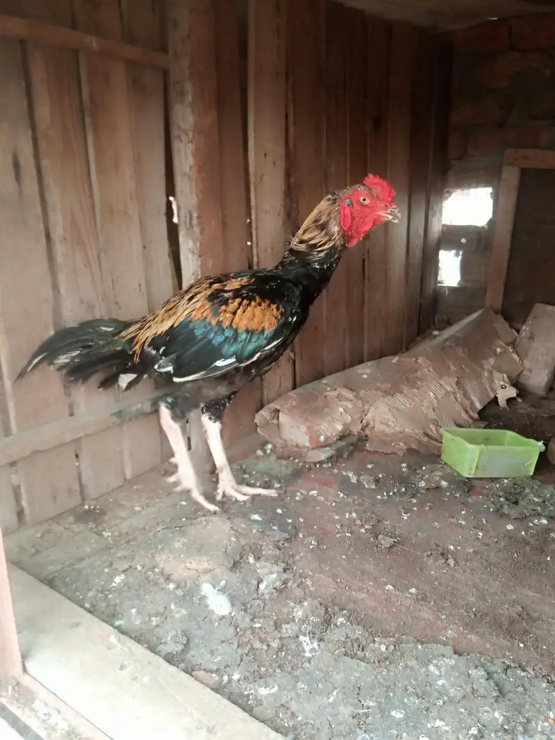 java patha — photo 2