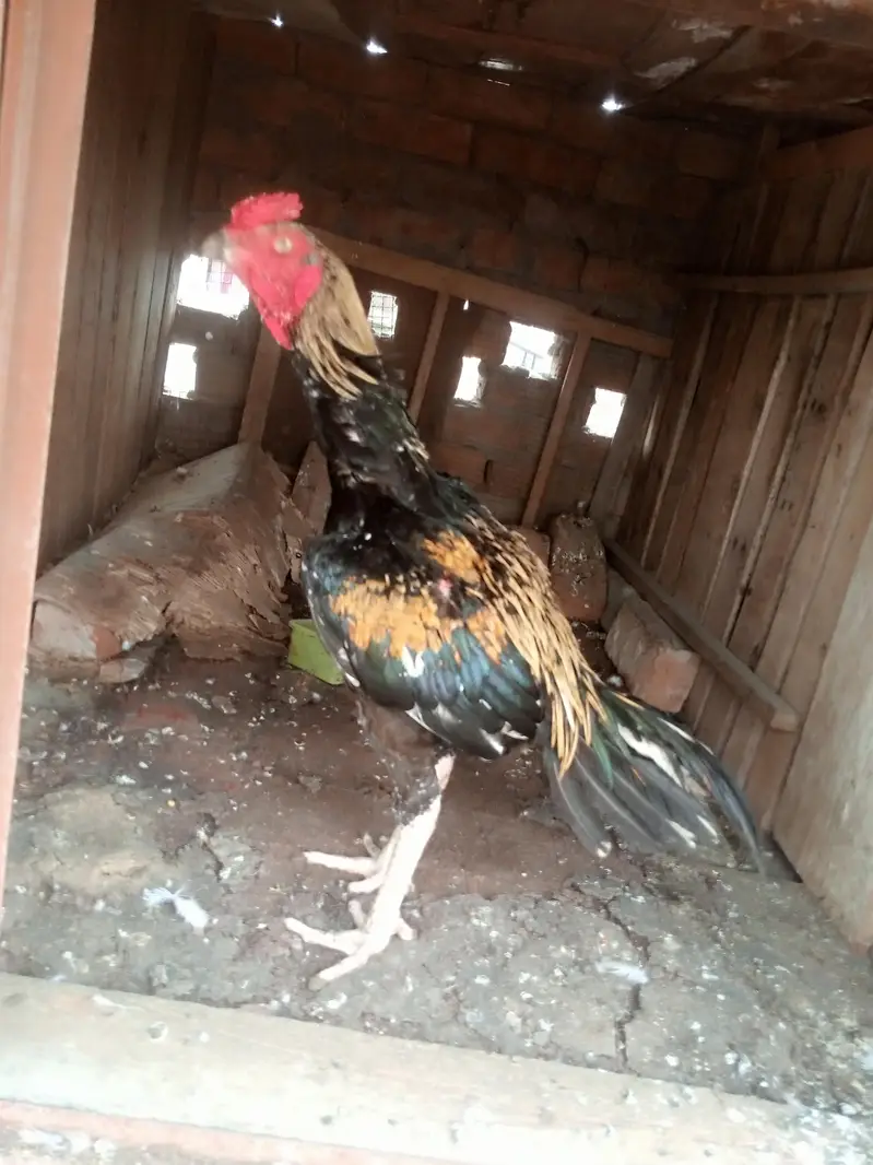 java patha — photo 8