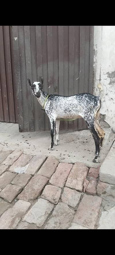 barbari Bakra kanj