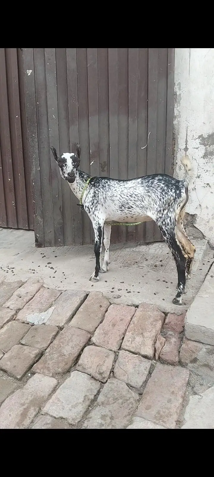 barbari Bakra kanj