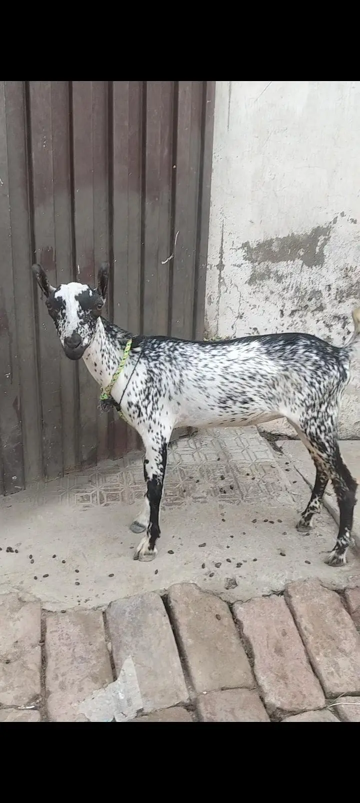 barbari Bakra kanj — photo 2