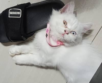 Percian Kitten available Odd Eyes