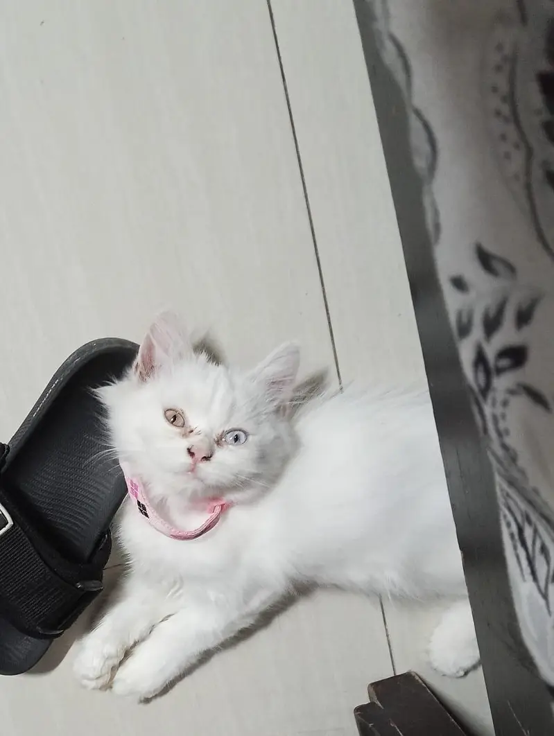 Percian Kitten available Odd Eyes — photo 2