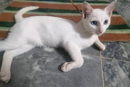 White Cat For Sale With Double Eyes Color
