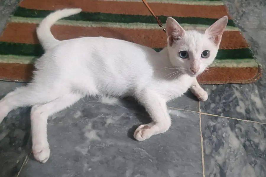 White Cat For Sale With Double Eyes Color — photo 2