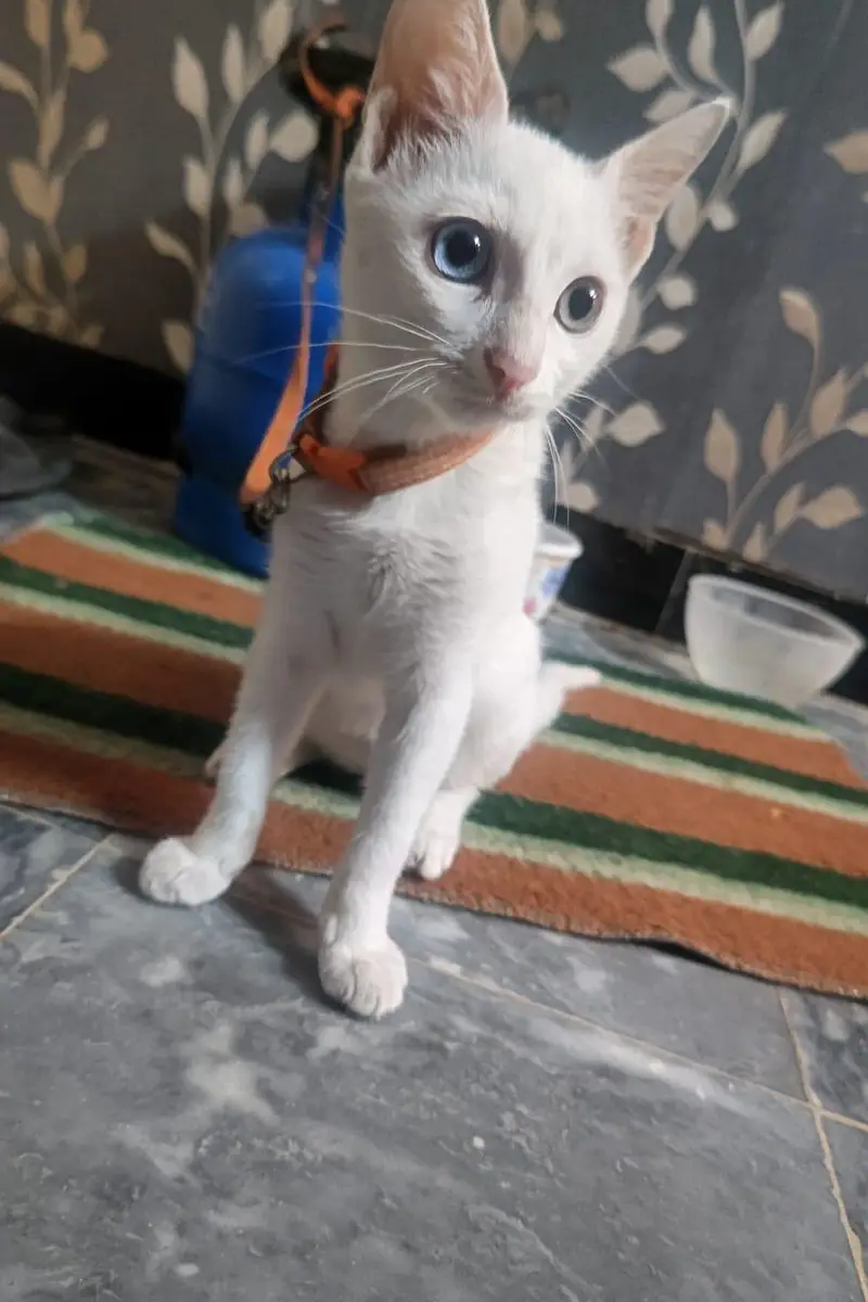 White Cat For Sale With Double Eyes Color — photo 4
