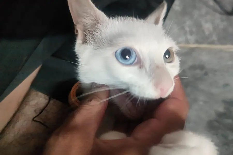 White Cat For Sale With Double Eyes Color — photo 5