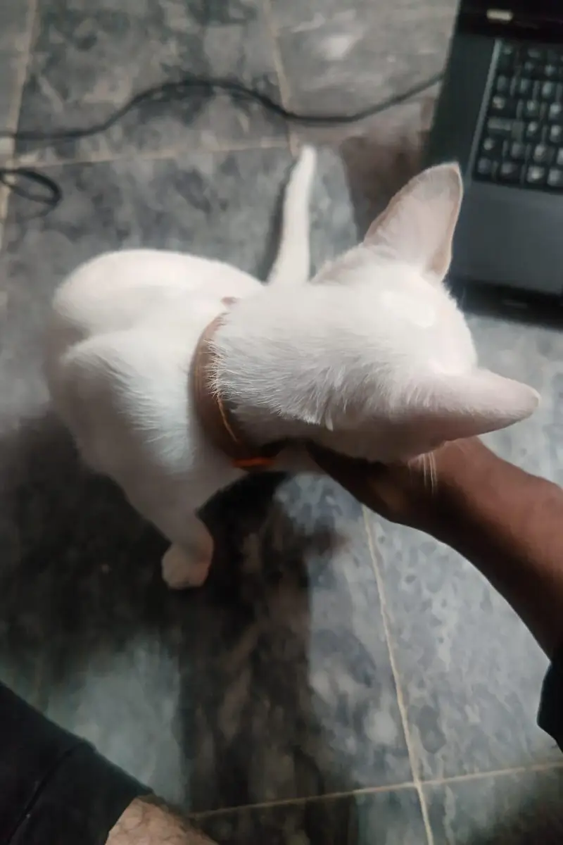 White Cat For Sale With Double Eyes Color — photo 6
