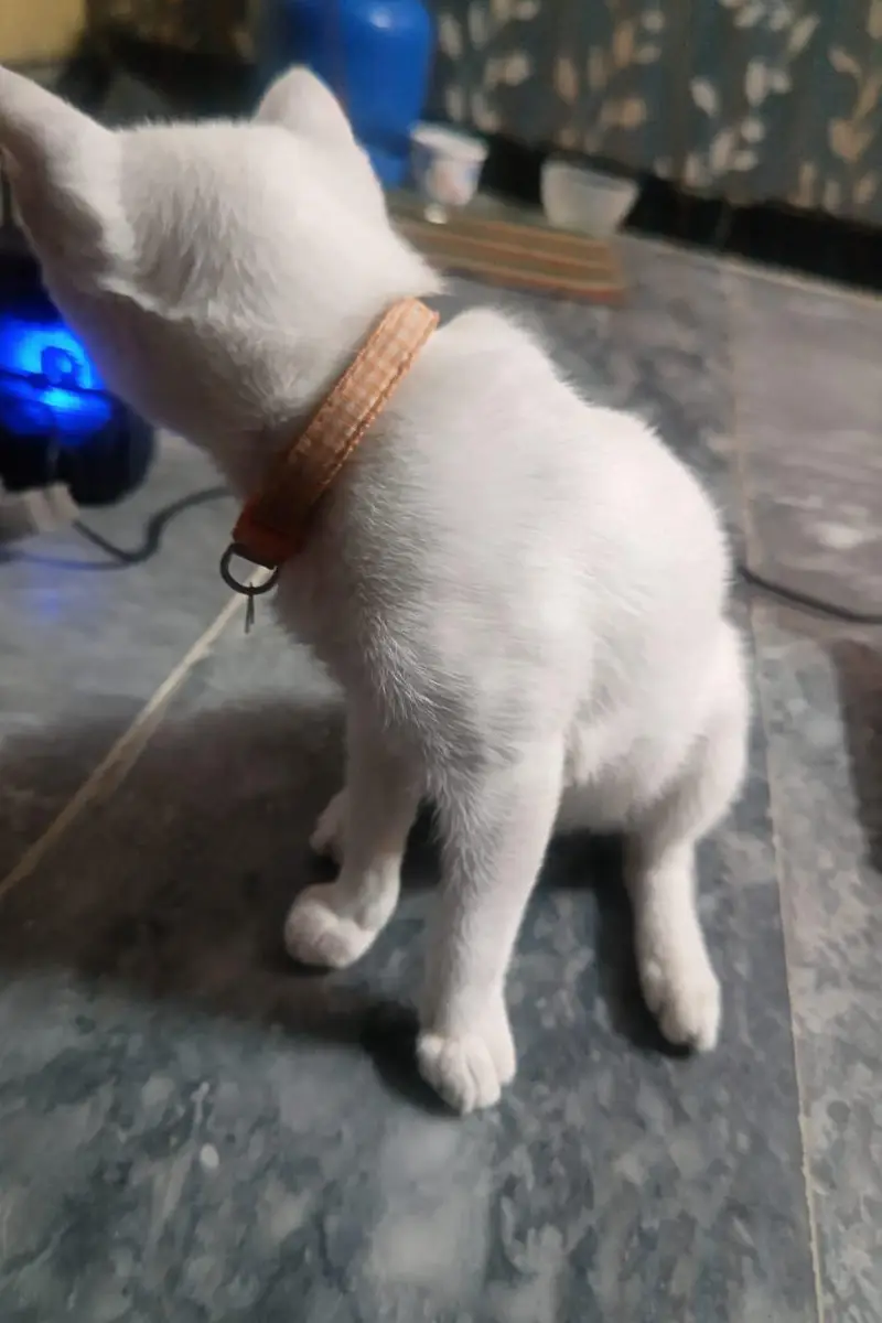 White Cat For Sale With Double Eyes Color — photo 7