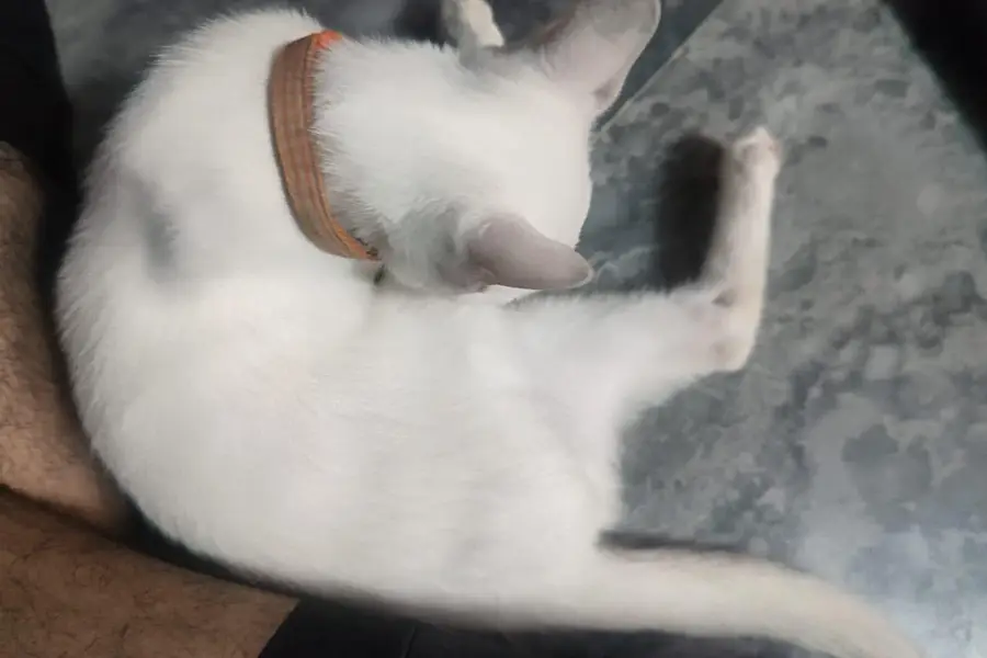White Cat For Sale With Double Eyes Color — photo 8