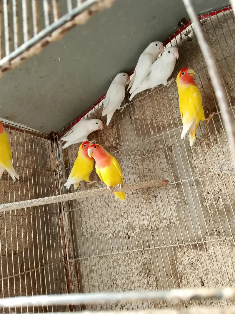 lutino and albino — photo 2