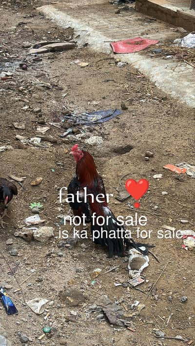 pure mainwali phatta available father pic attached