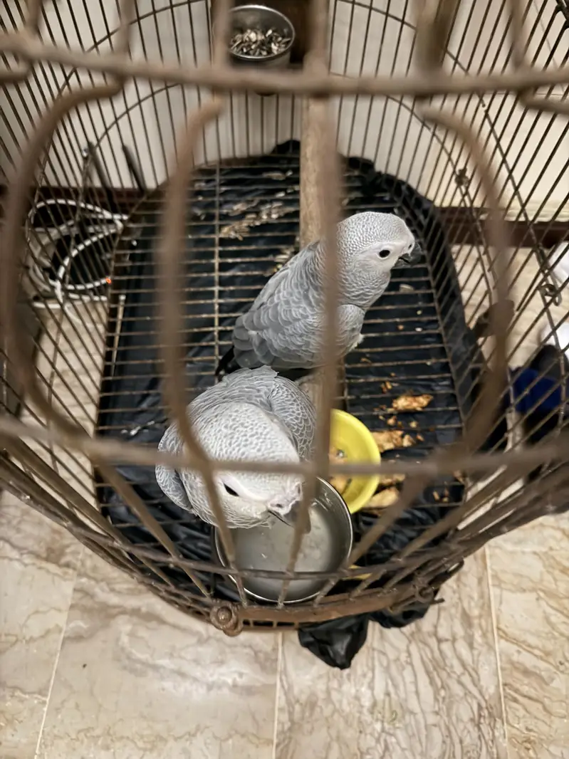 Grey congo chics self feed — photo 2