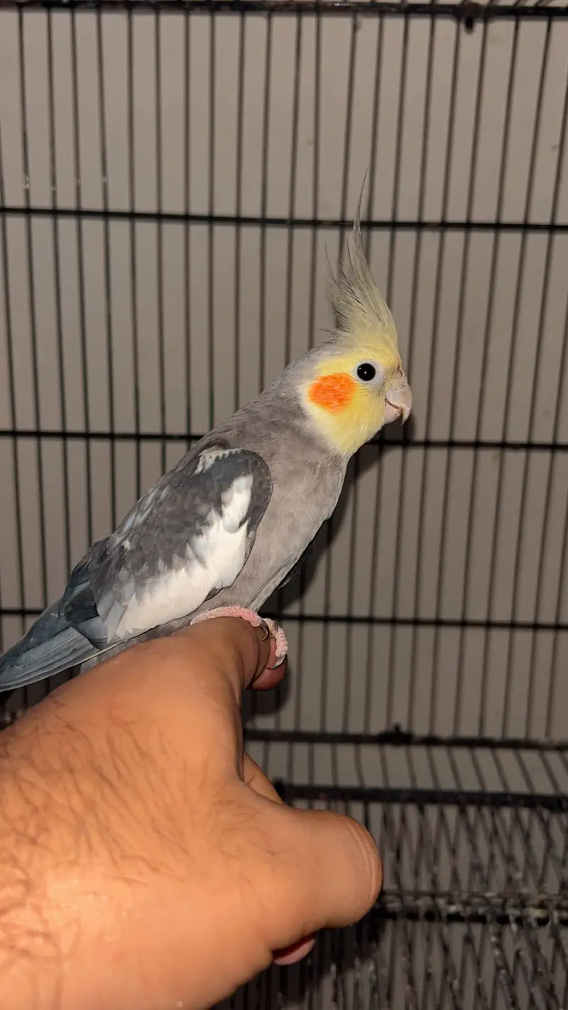 Cocktails, Love birds and cages — photo 7