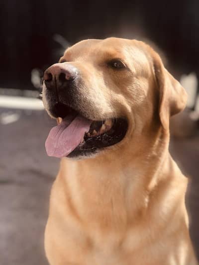 Labrador Female For Sale