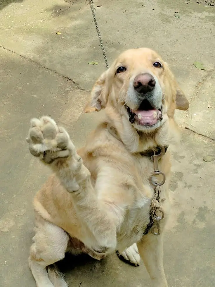 Labrador Female For Sale — photo 2