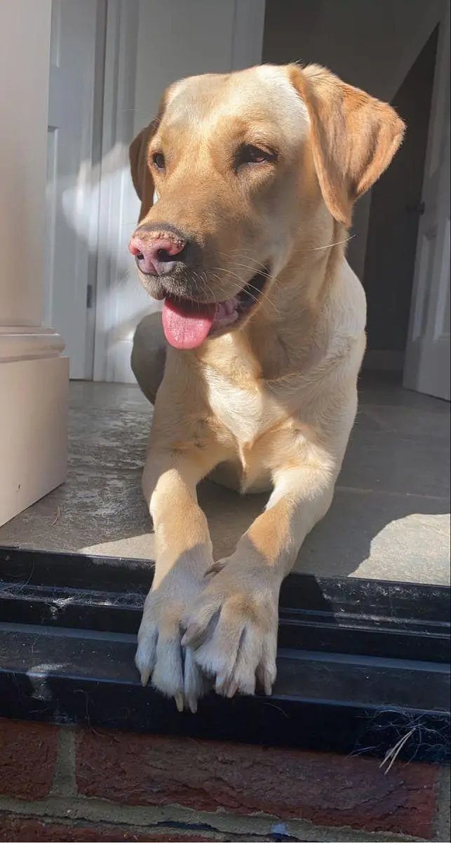 Labrador Female For Sale — photo 3