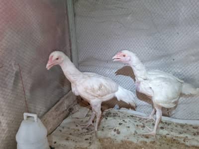 heera aseel phaty pair
