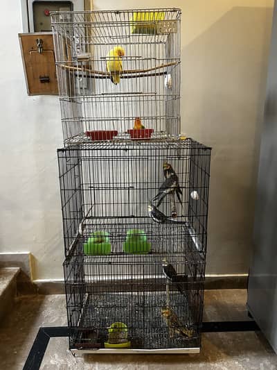 Cocktails, Love birds and cages
