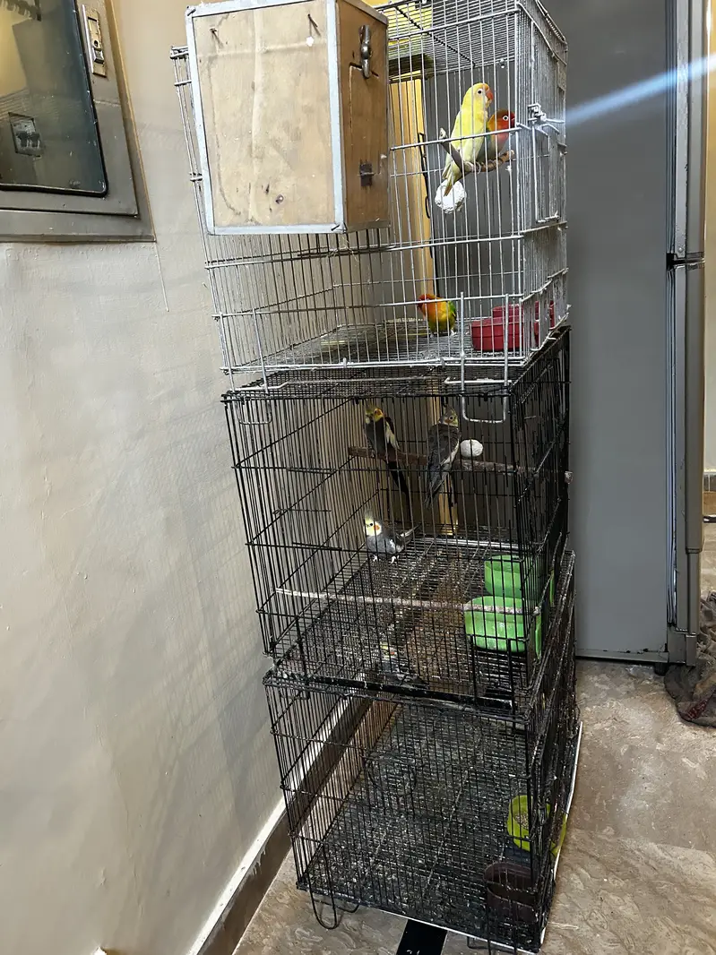 Cocktails, Love birds and cages — photo 3
