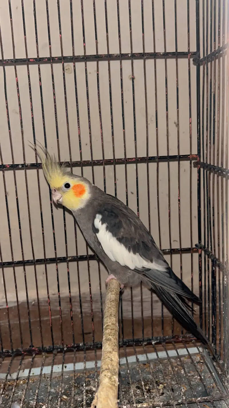 Cocktails, Love birds and cages — photo 4
