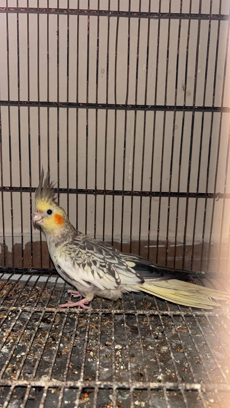 Cocktails, Love birds and cages — photo 5