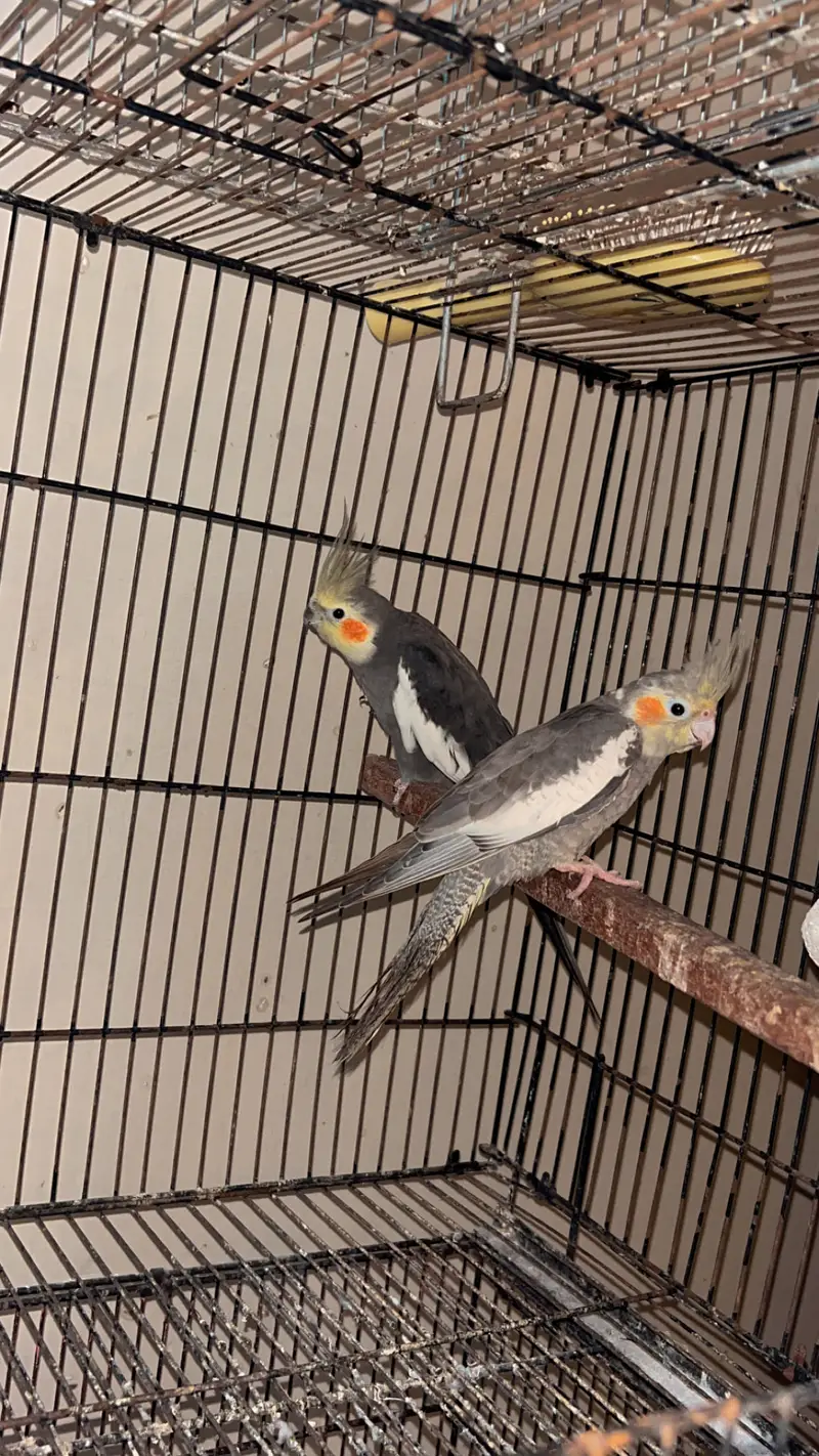 Cocktails, Love birds and cages — photo 6