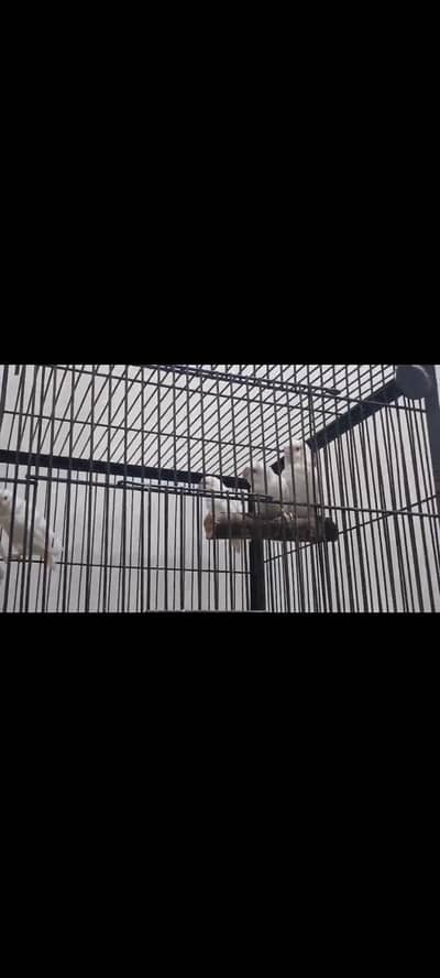 love birds