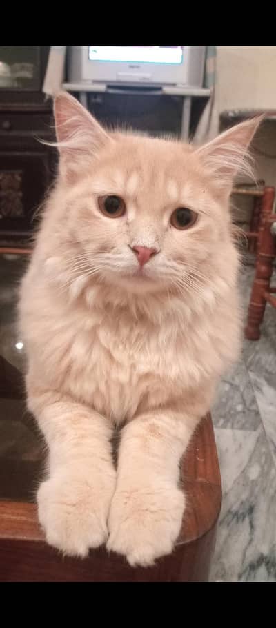 Persian male