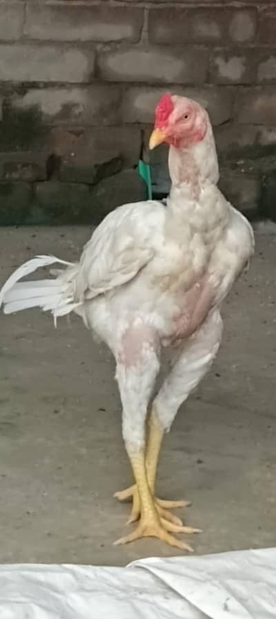 white shamo heera cross patha/shamo chicks