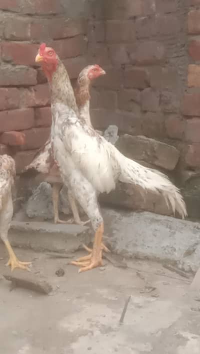 Shamo for sale
