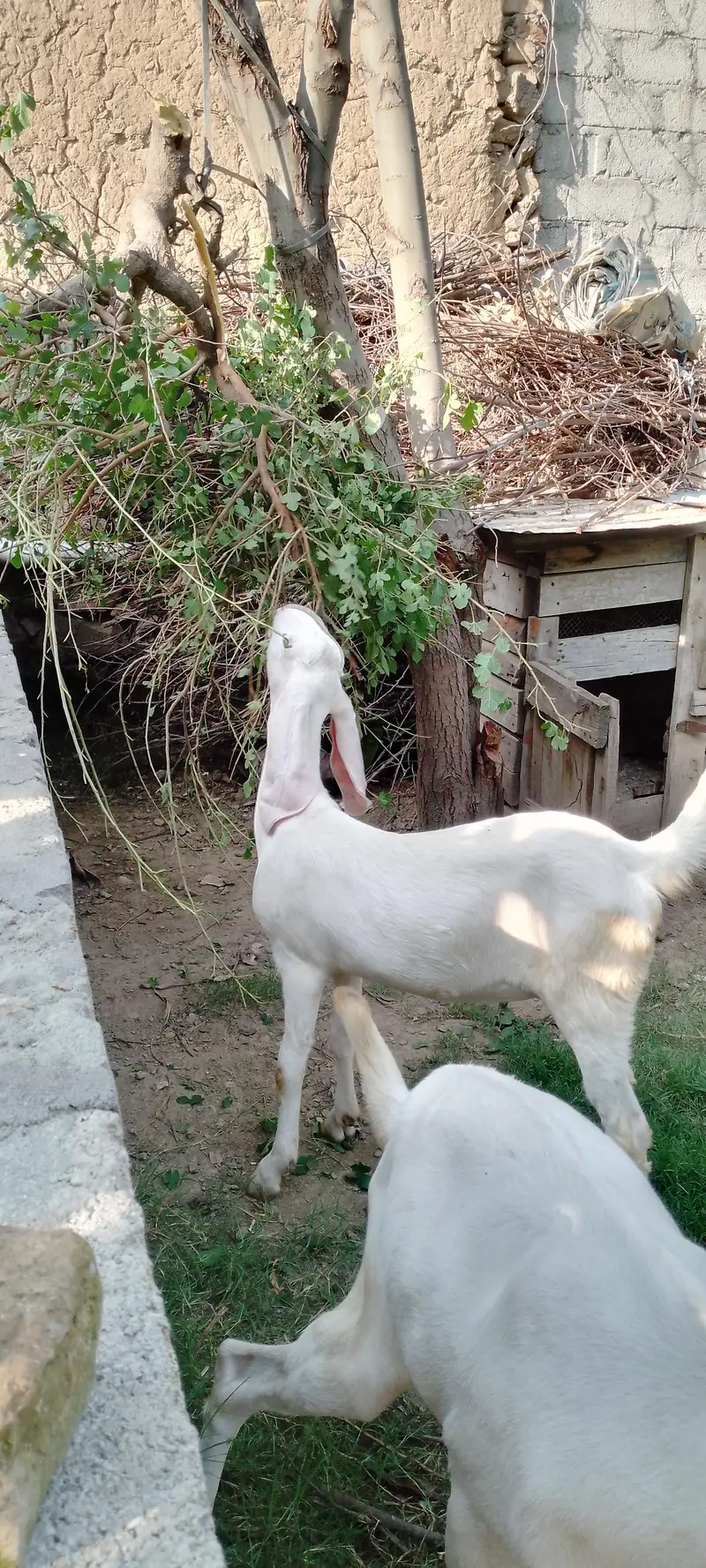 1 month gaban 2 gulabi bakkri — photo 2