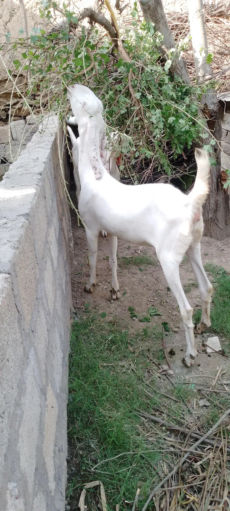 1 month gaban 2 gulabi bakkri — photo 3