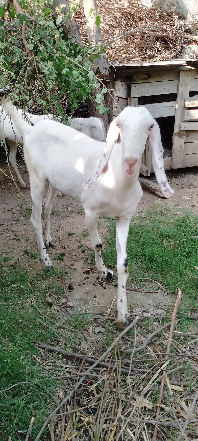 1 month gaban 2 gulabi bakkri — photo 4