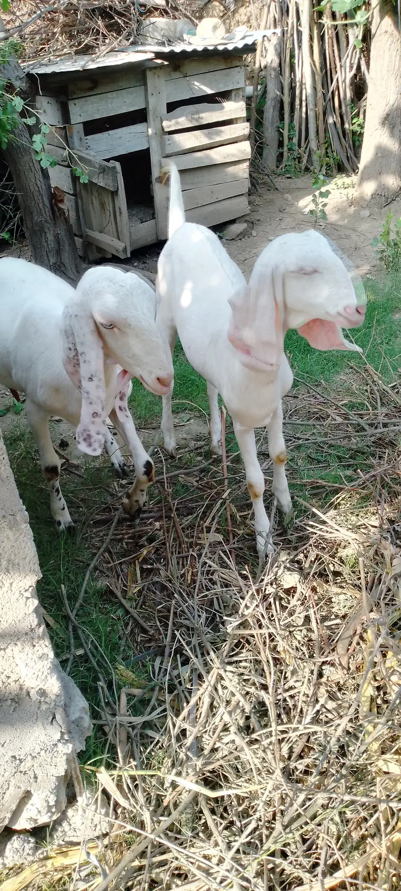 1 month gaban 2 gulabi bakkri — photo 6
