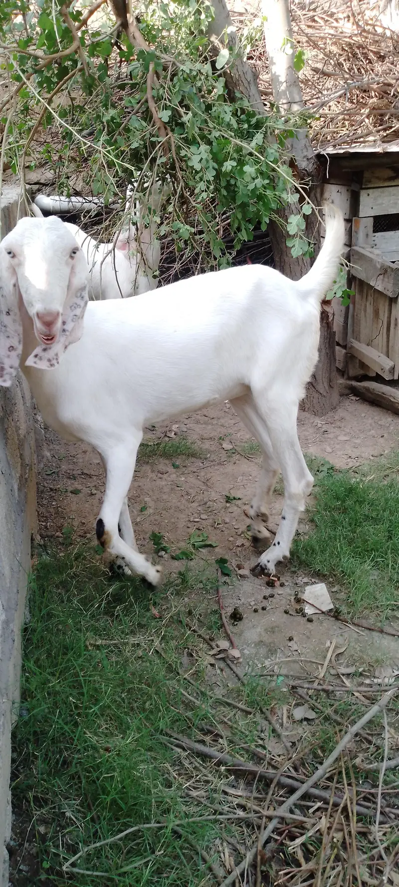 1 month gaban 2 gulabi bakkri — photo 7