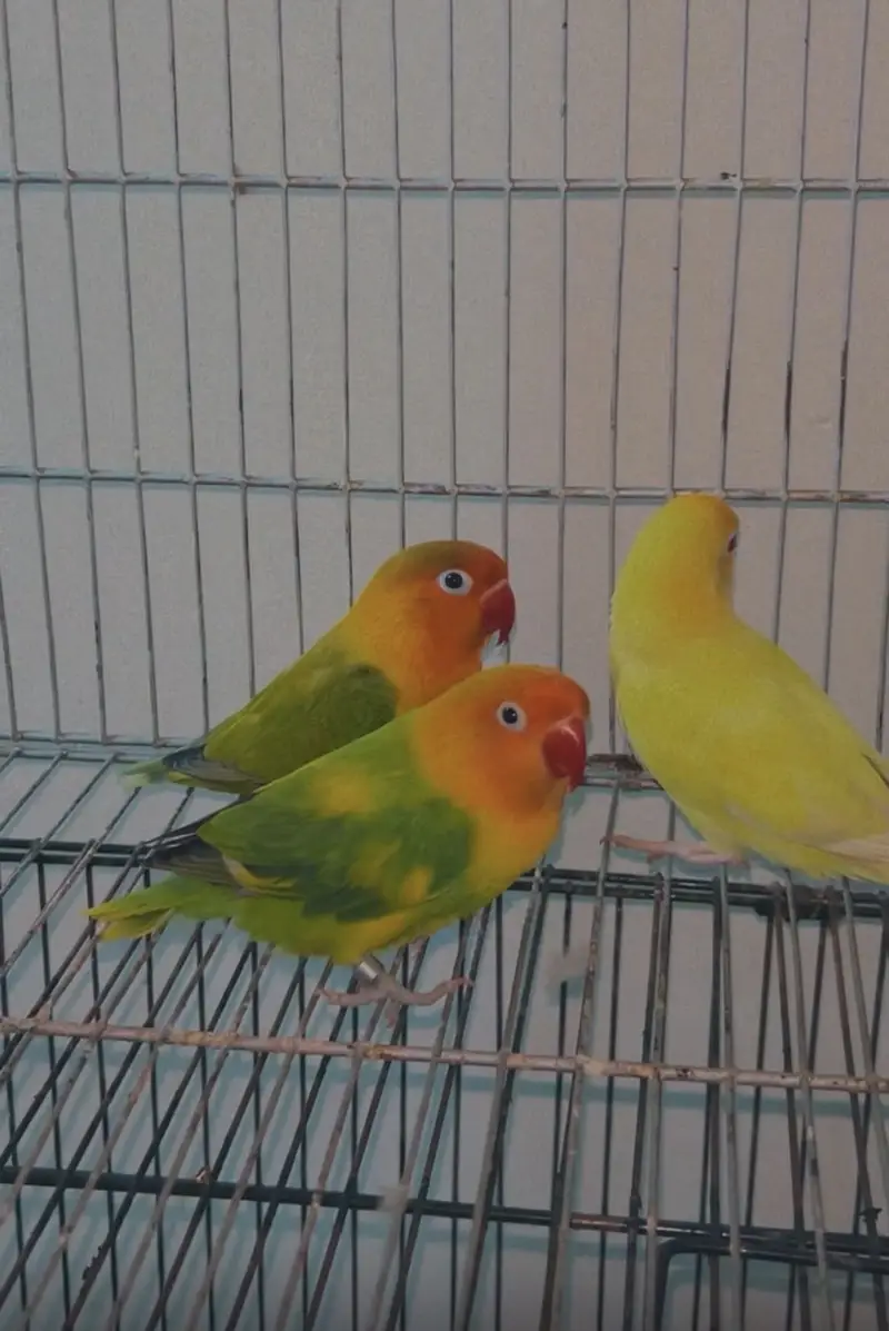 Cocktails, Love birds and cages — photo 2