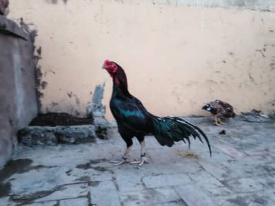 brider pair for sale