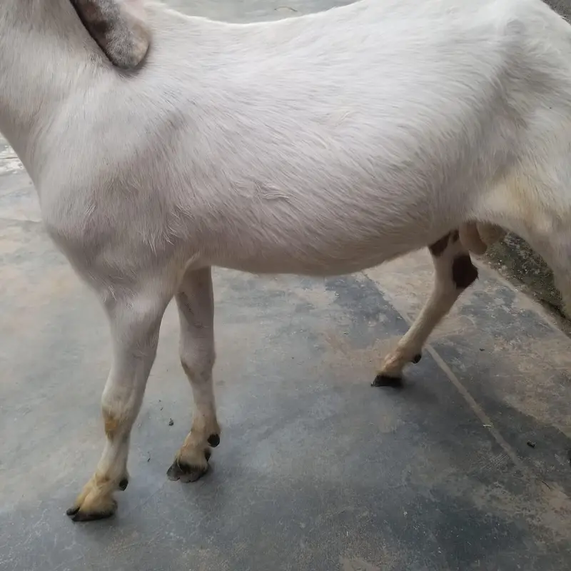 bakray for sale — photo 4