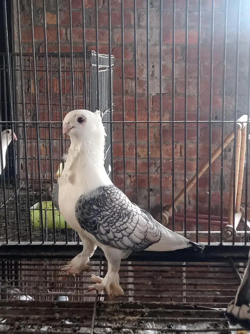 Sentient Breeder Female 0320-4592532