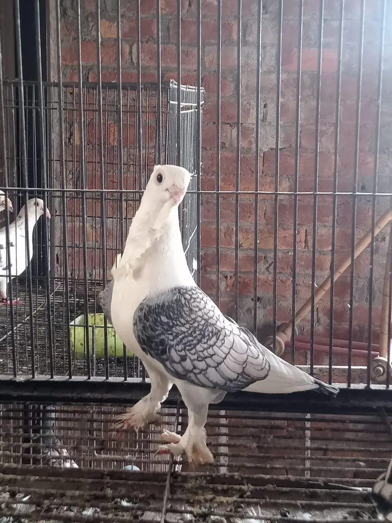 Sentient Breeder Female 0320-4592532 — photo 2