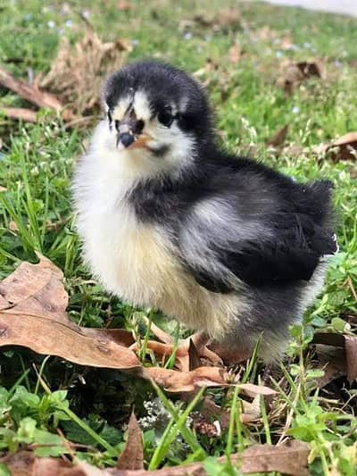 Australorp, golden heavy, bantam black/white, chiks