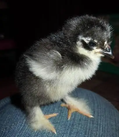 Australorp, golden heavy, bantam black/white, chiks — photo 2