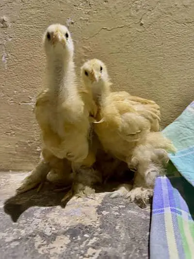 Australorp, golden heavy, bantam black/white, chiks — photo 3