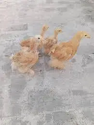 Australorp, golden heavy, bantam black/white, chiks — photo 4