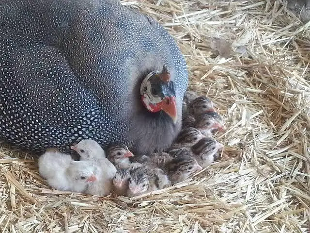 Australorp, golden heavy, bantam black/white, chiks — photo 7