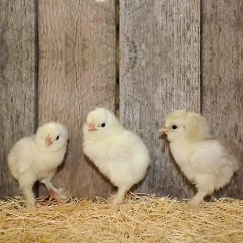 Australorp, golden heavy, bantam black/white, chiks — photo 8
