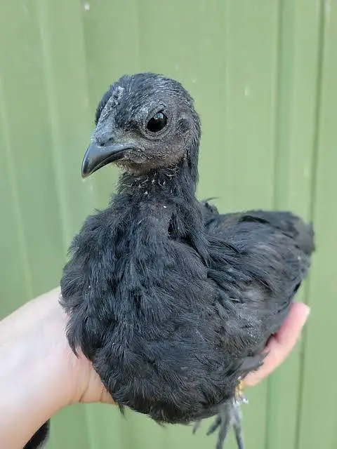 Australorp, golden heavy, bantam black/white, chiks — photo 9
